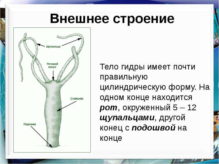 Кракен маркет онион